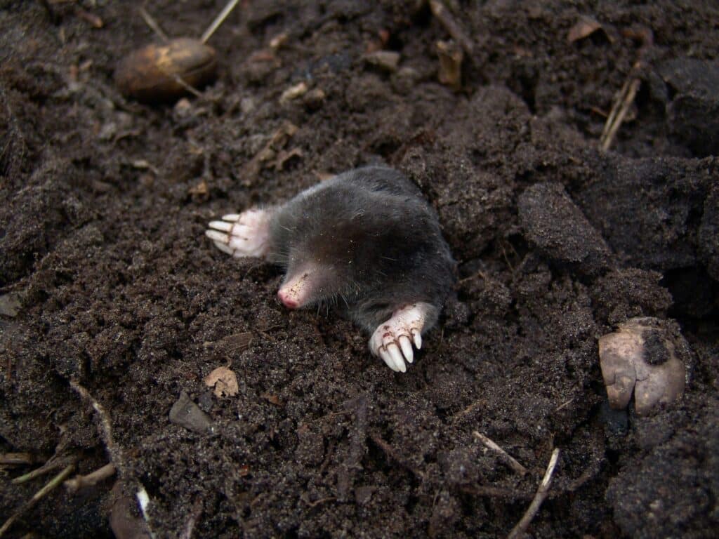 mole-nature-animals-molehills-88512-88512 A European mole digging up through rich soil, showcasing its claws and fur in a natural setting.